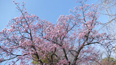 足立区柳原千草園の５－６分咲きの晩生オオカンザクラ