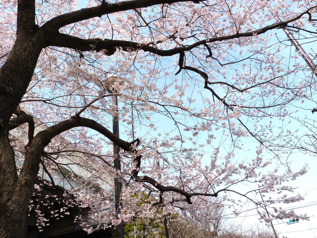 都市農業公園の江戸彼岸桜