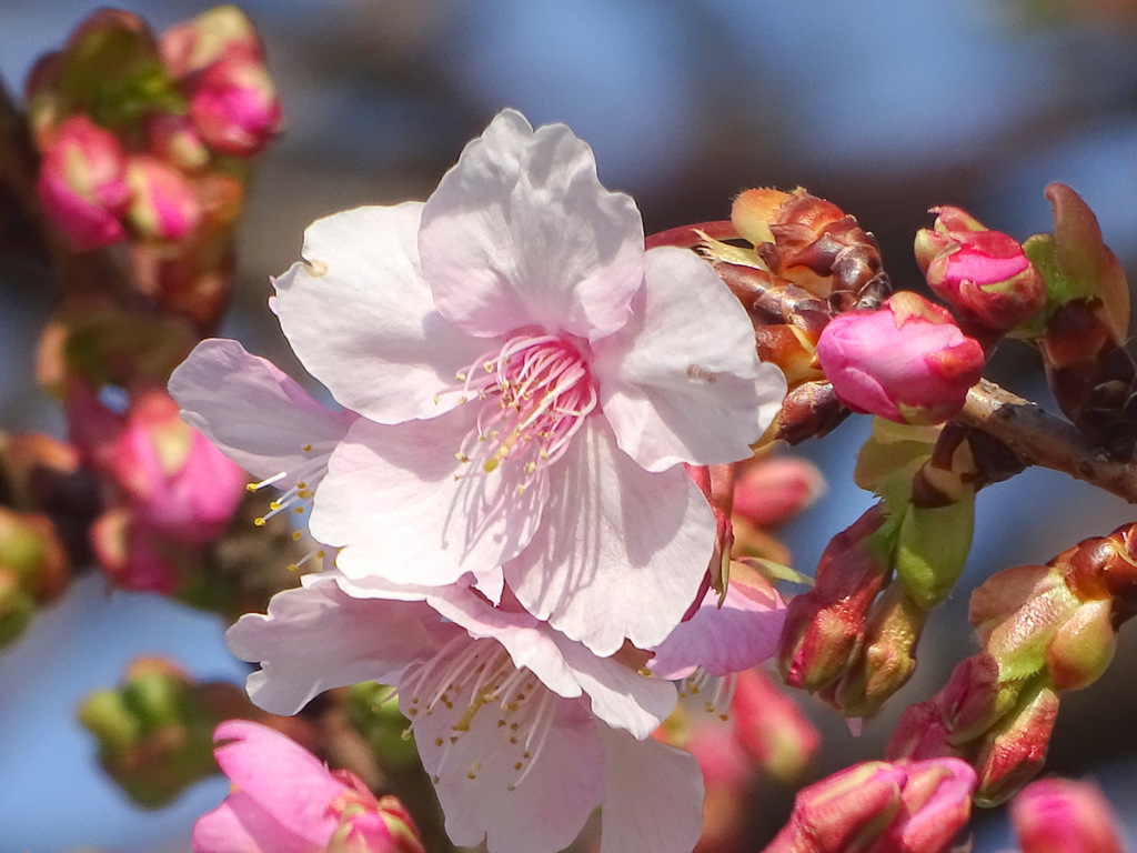 青空の日の当たる河津桜の色