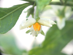 フユサンゴの蕊