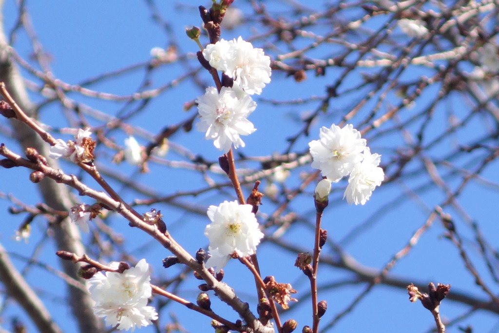 汐入公園のコブクザクラ