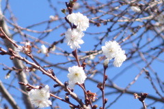 汐入公園のコブクザクラ