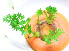 ニンジンの芽の再生