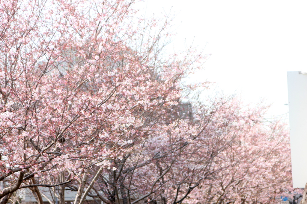 田端の神代曙桜並木