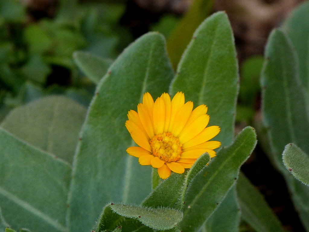 川口安行街道沿いのフユシラズ