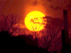 河原の落葉樹の中の黄色い夕日