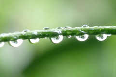蔓の水玉