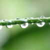 蔓の水玉