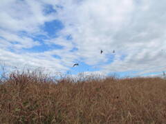 冬、荒川の土手の雲