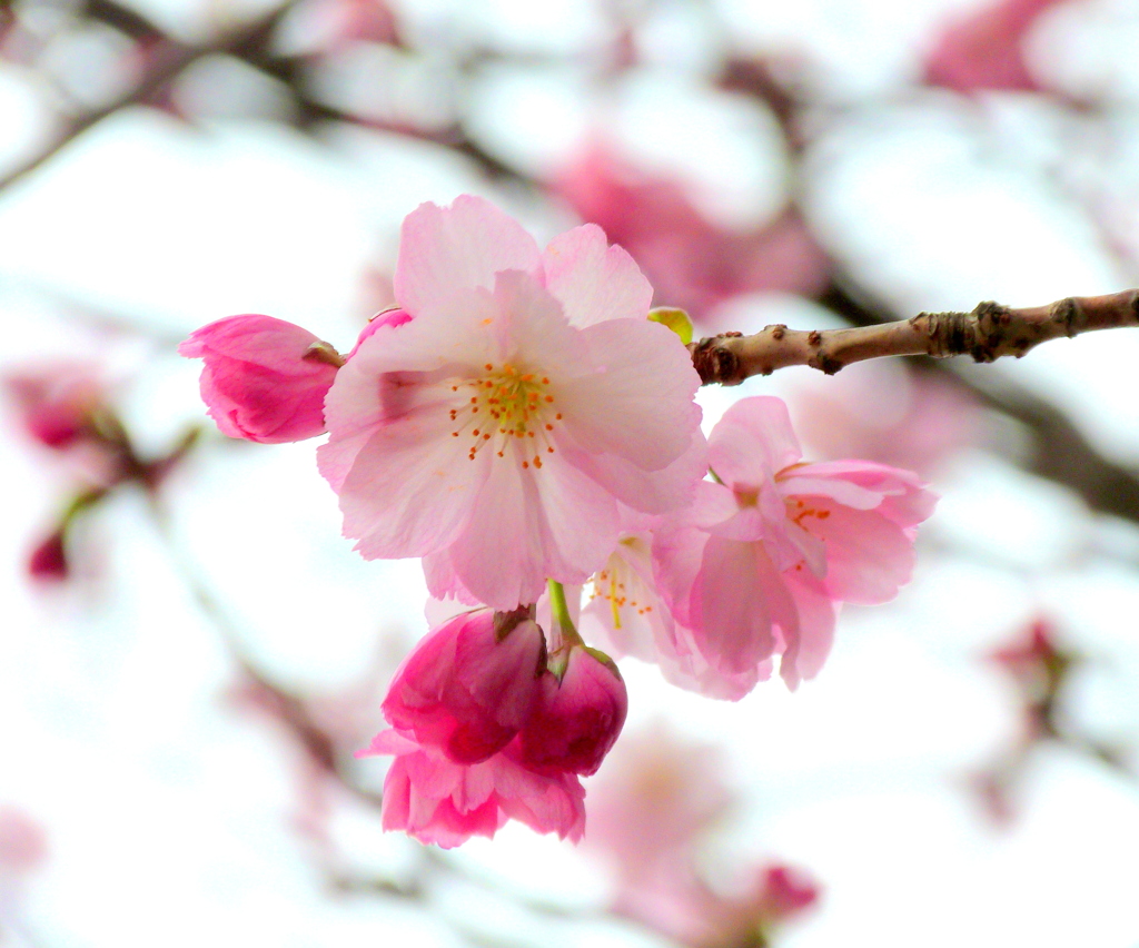 上野不忍池の音楽堂の裏の八重の紅豊