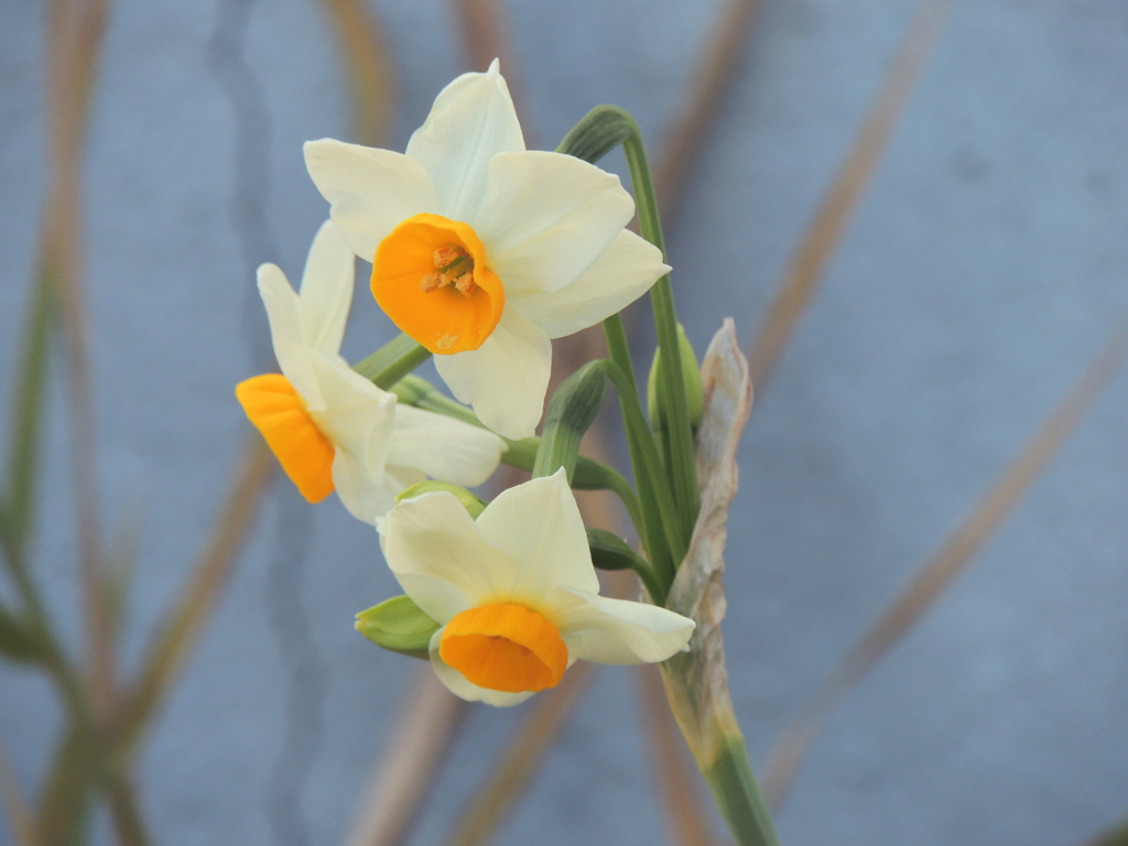 ’23新年の千住の枯れた茅の花壇の二ホンズイセン