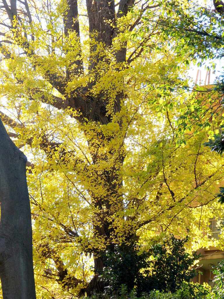 根津神社のおおいちょう
