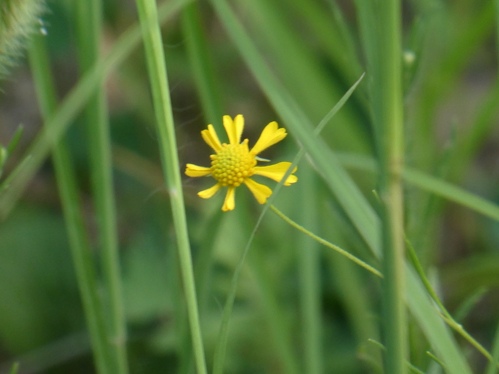 呉の大型潜水艦の沿道の逃げた団子菊