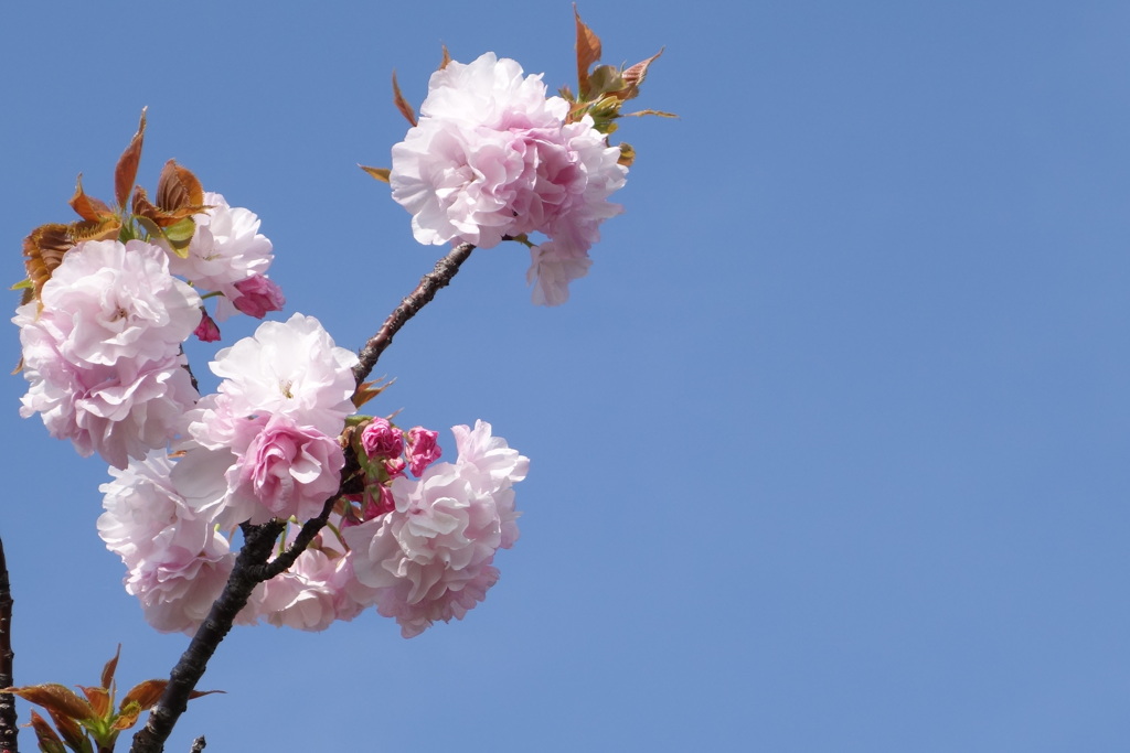 荒川堤五色桜の手毬