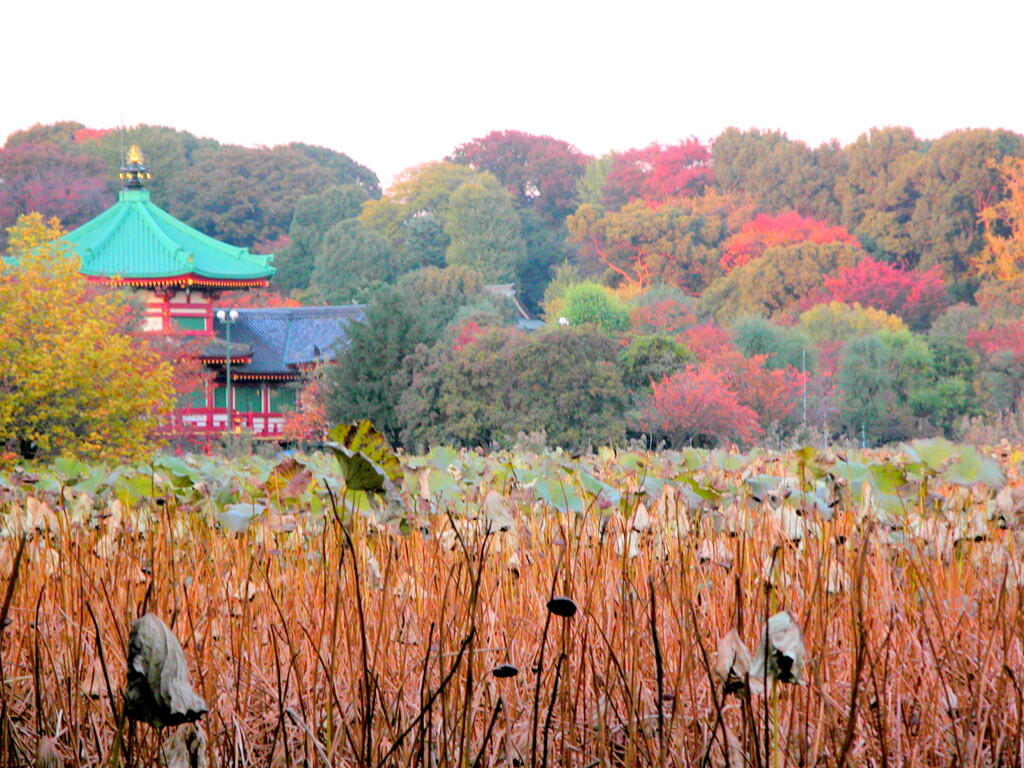 上野不忍池の秋の風景