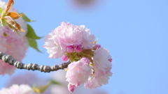 荒川堤の里ザクラの江戸