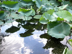 不忍池の蓮の水面の雲