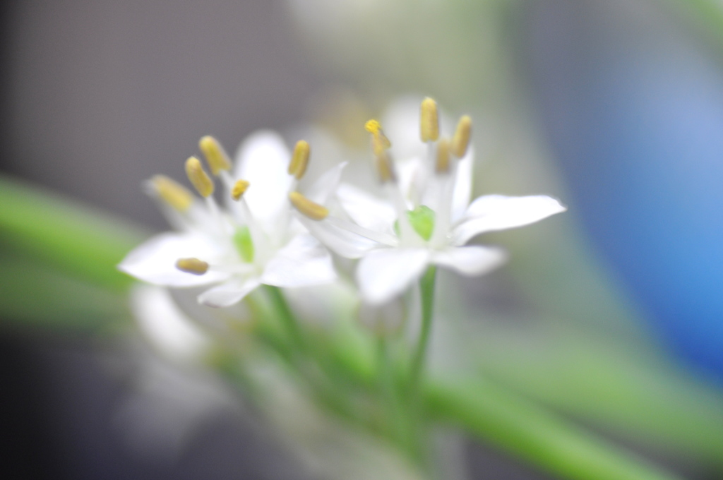 にらの花