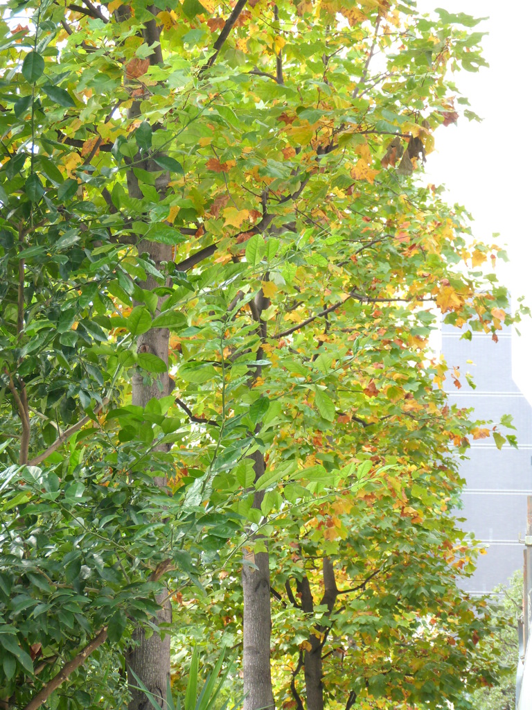東京スカイツリーの見える向島の街路樹の紅葉