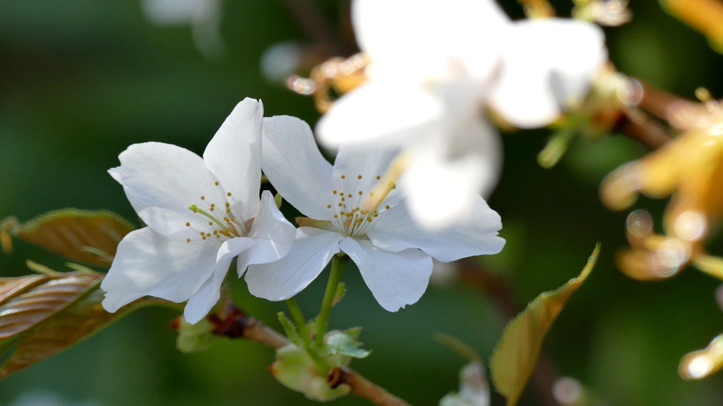 清楚な白で咲く