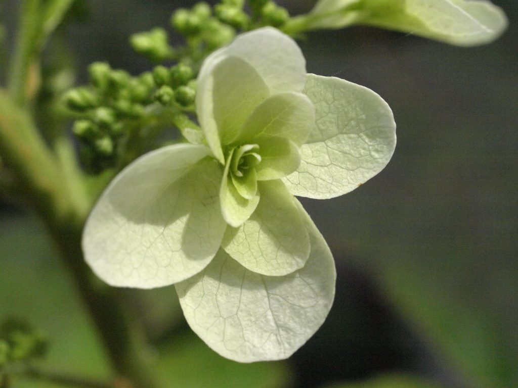 柏葉紫陽花