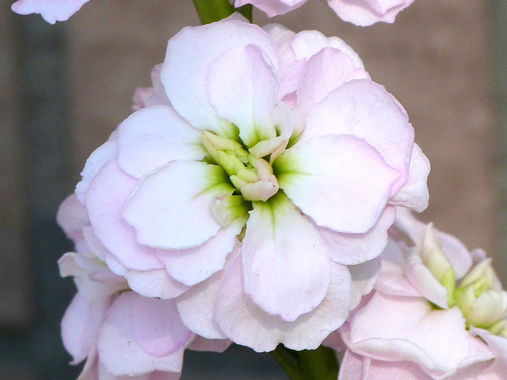 薄ピンクの八重ストック