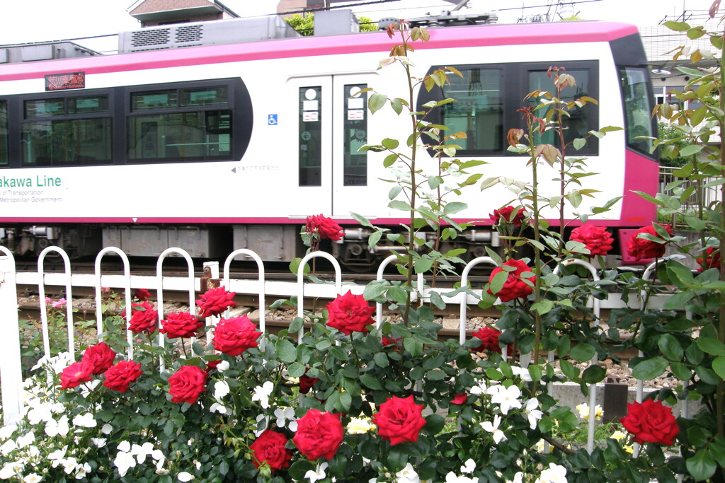 都電荒川線と薔薇のいろいろ８