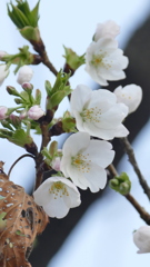 荒川堤の大島桜