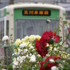 都電荒川線to薔薇のいろいろ３
