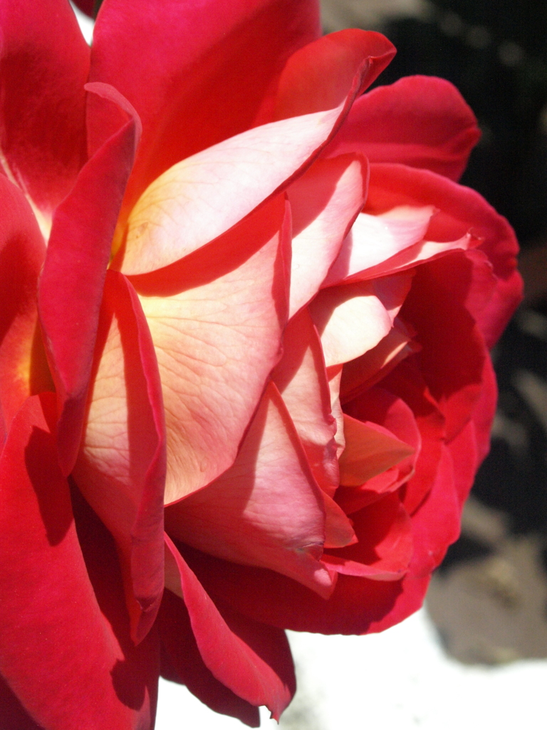 横向きの薔薇・希望