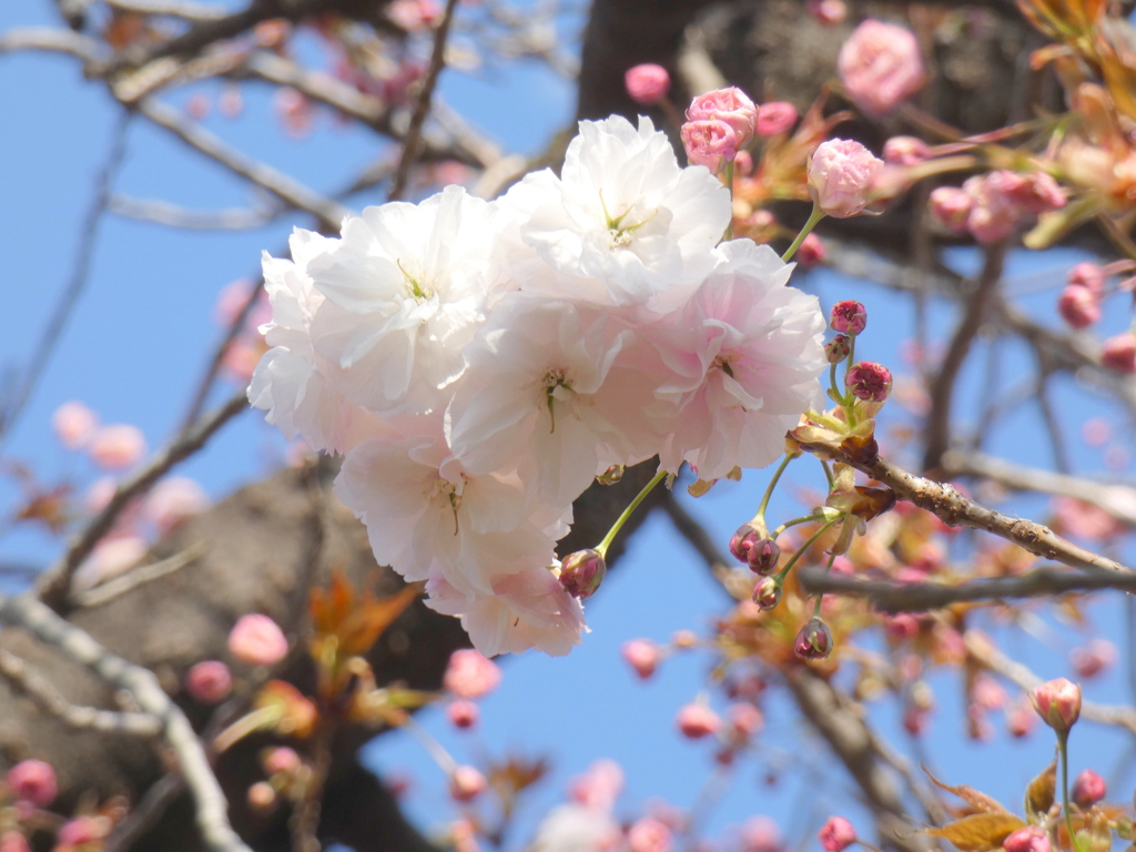 荒川堤の恵明寺の古木の普賢象桜