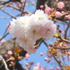 荒川堤の恵明寺の古木の普賢象桜