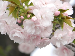荒川土手の一葉桜満開