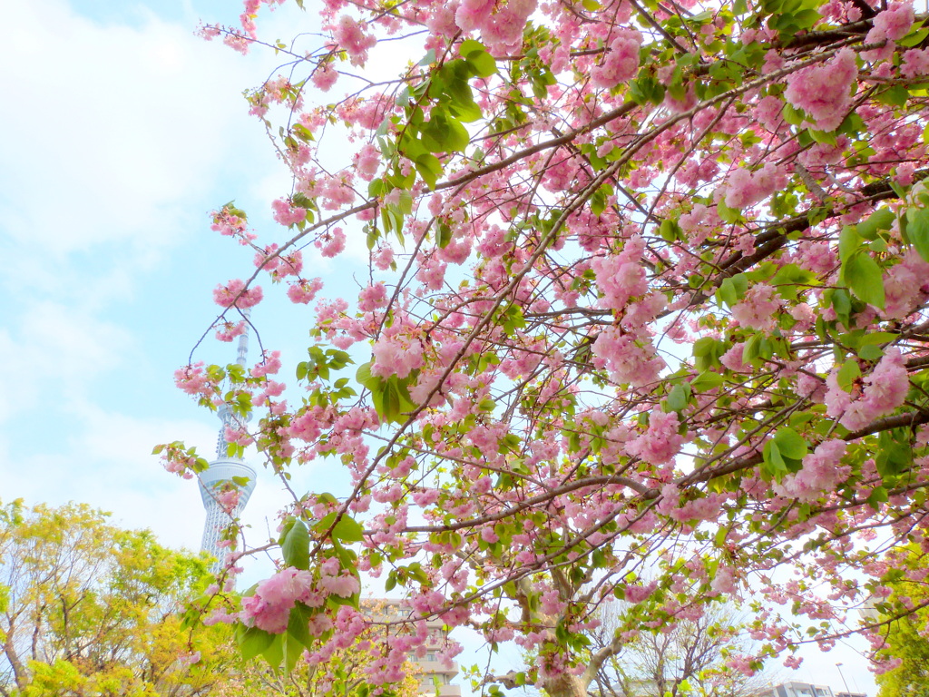 隅田公園の少し葉の紅華桜