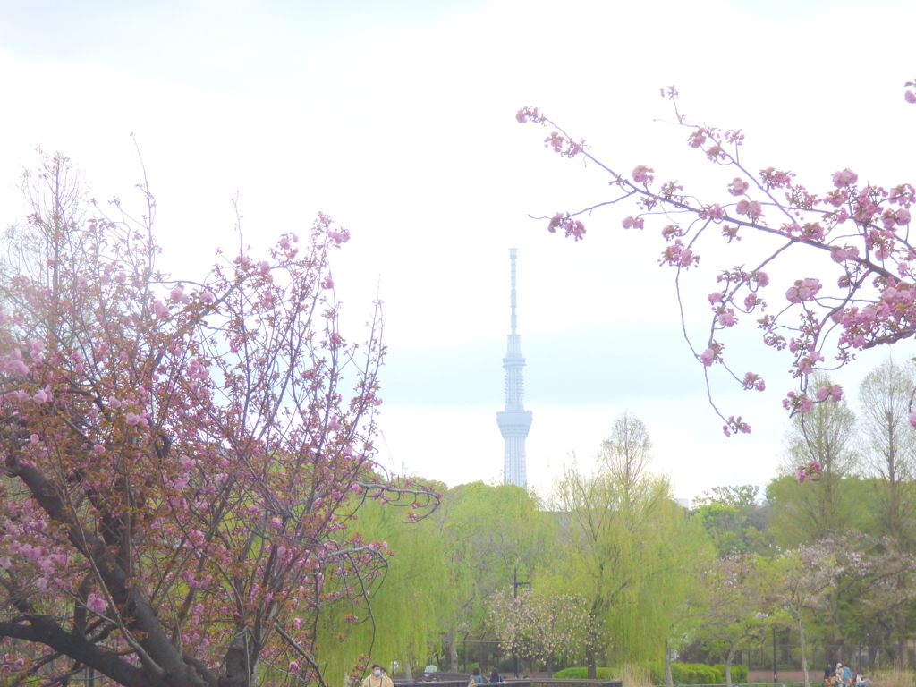 上野不忍池の寒山桜からしだれ柳に東京スカイツリー