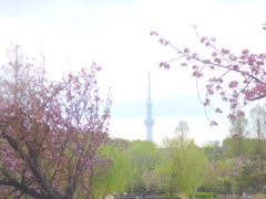 上野不忍池の寒山桜からしだれ柳に東京スカイツリー