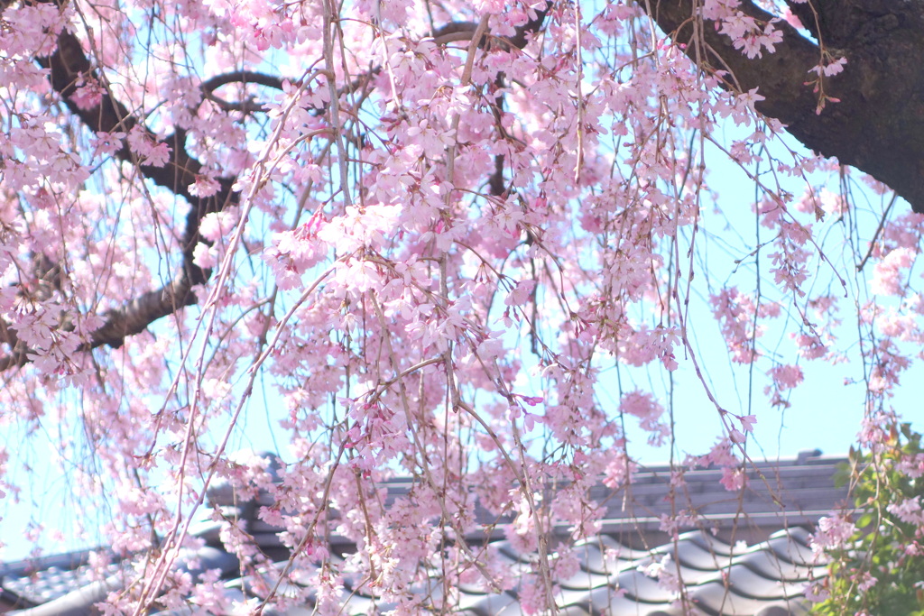 上野本覚院の屋根の上野や江部の枝垂れ桜