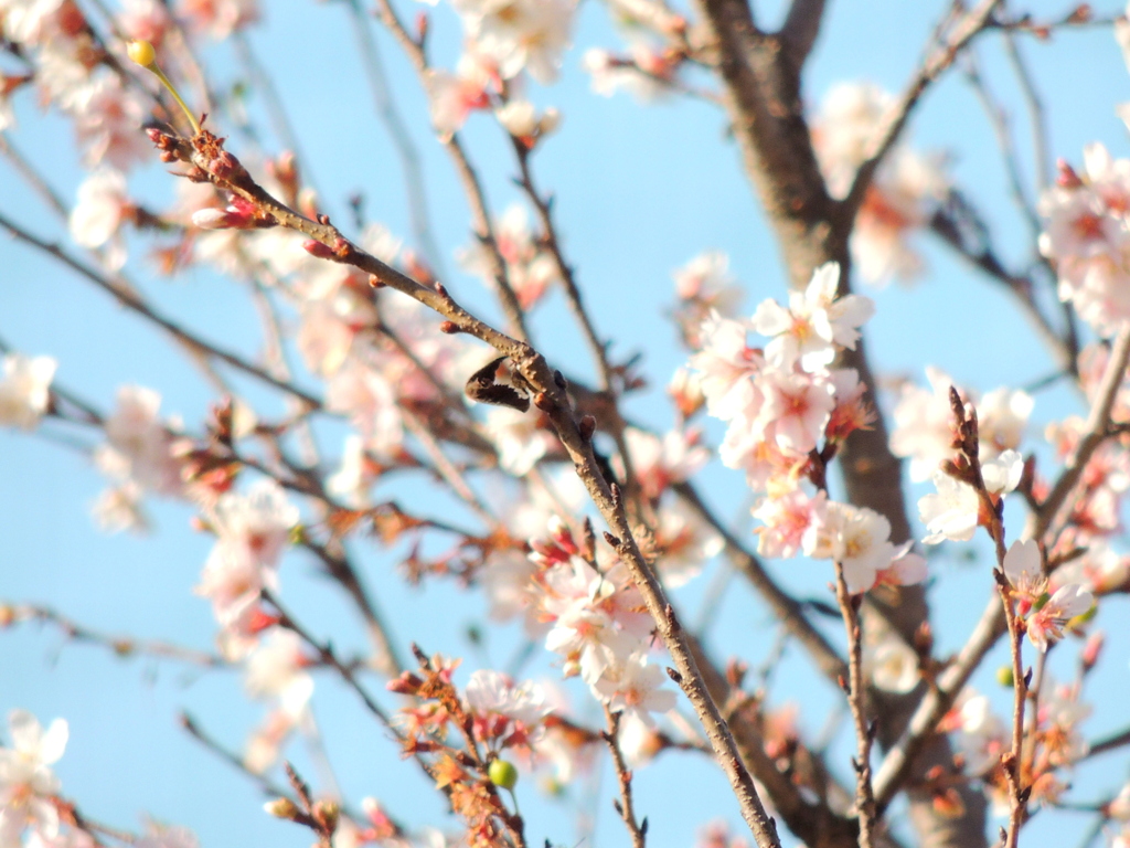 千住の十月桜よく見ると青いサクランボ