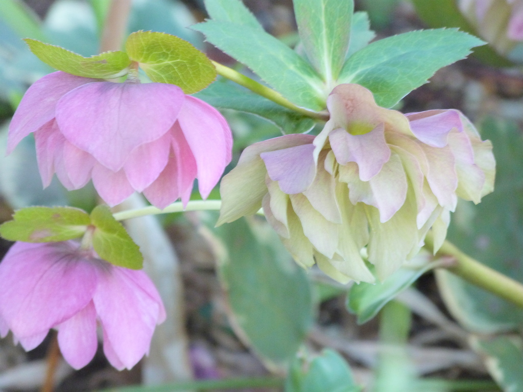 八重咲クリスマスローズピンク系