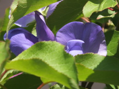 他の葉っぱ内の青いスイトピー