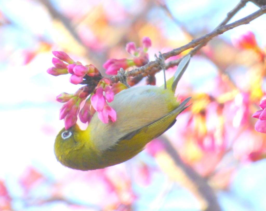 オオカンザクラのつぼみにメジロ