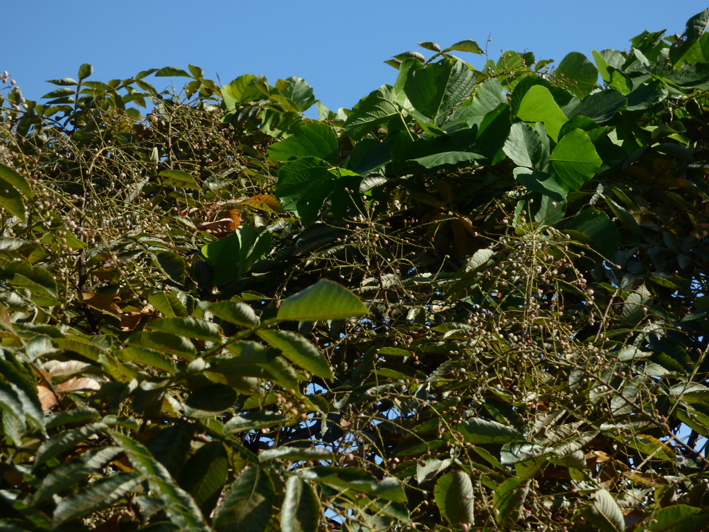 あまり綺麗でないが、この木は江戸時代のおはぐろの原料のヌルデという