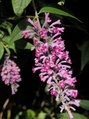 小石川植物園のトウフジウツギ