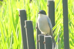 足立区菖蒲沼公園の水田に朝日を浴びた、オナガ