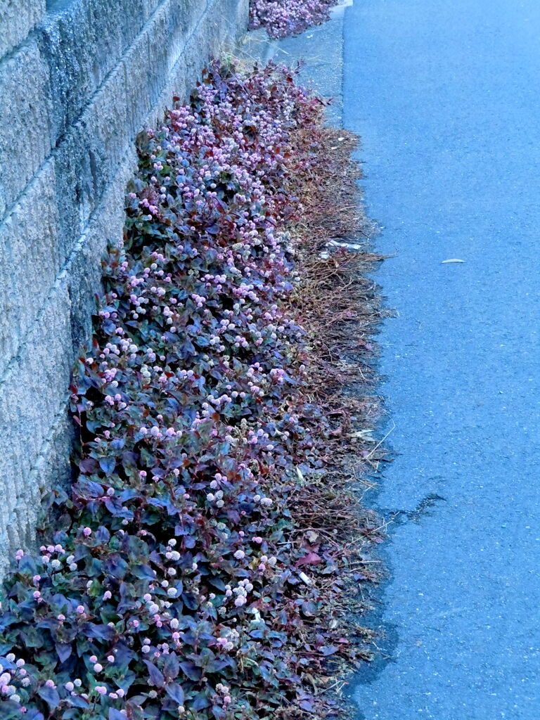 千住元町の民家の壁の下の繁栄
