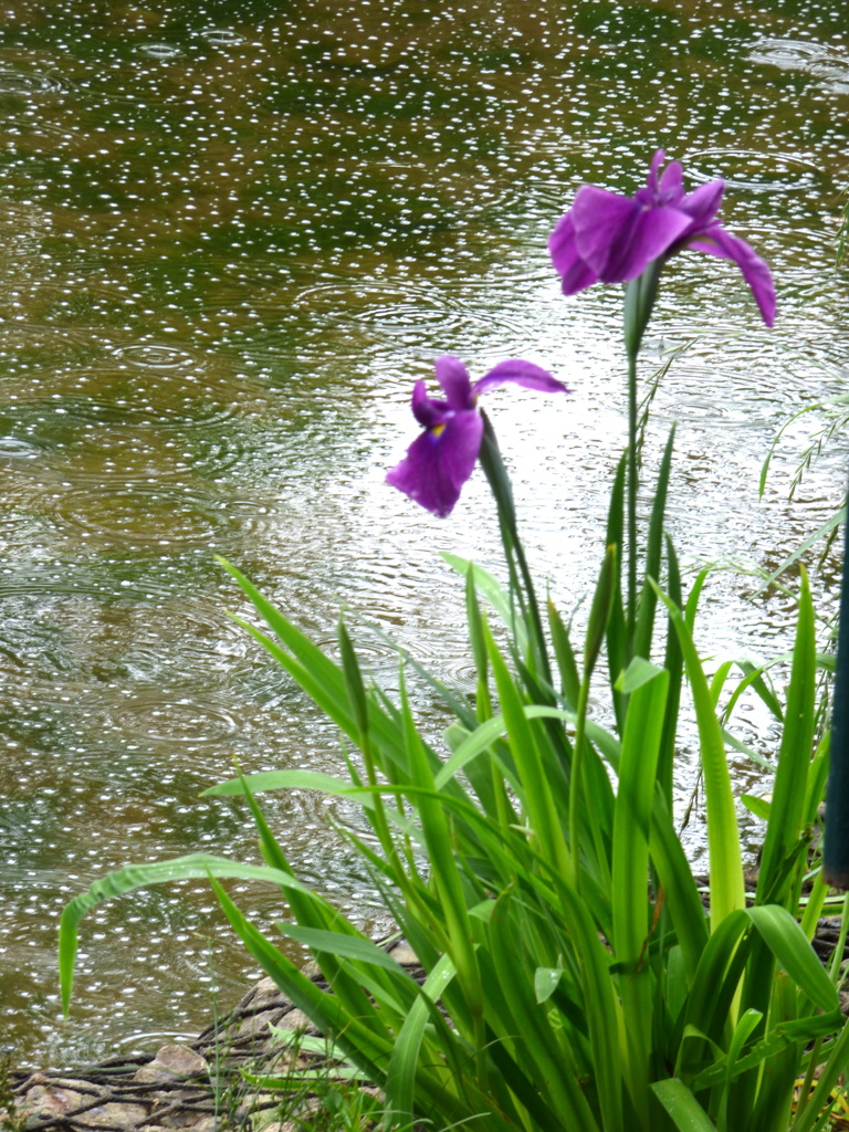 千住柳原千草園の花菖蒲