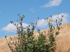 荒川土手のノゲシと春の雲の風景
