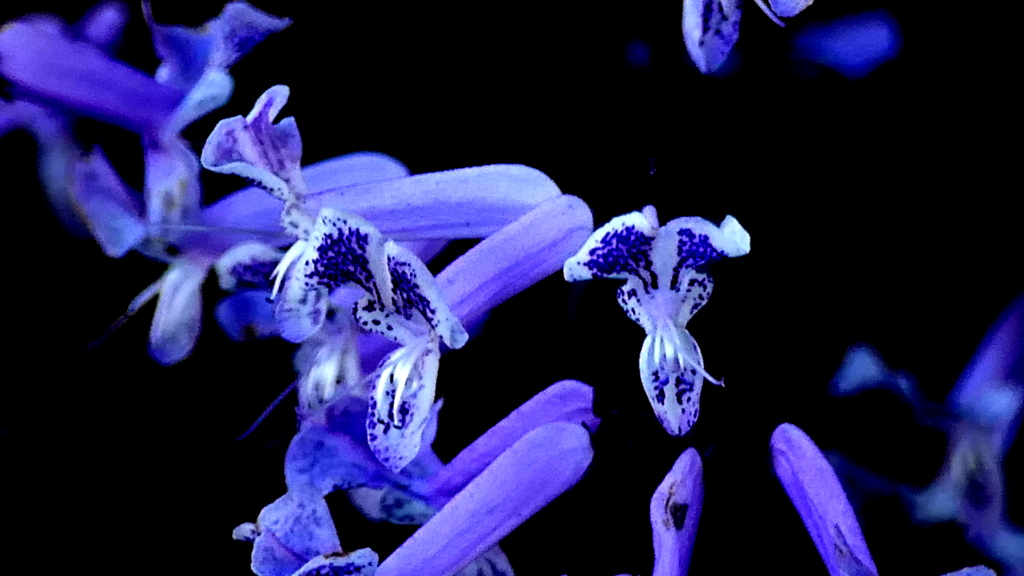 師走の街路にプラクトランサス・モナラベンダー