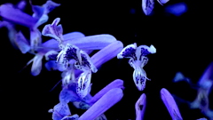 師走の街路にプラクトランサス・モナラベンダー