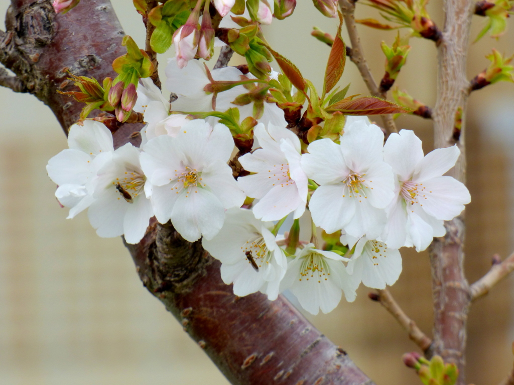 最近の江北の匂桜